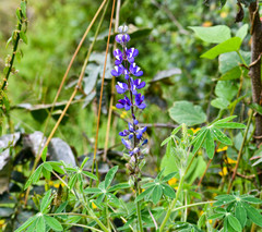 Lupinus pubescens