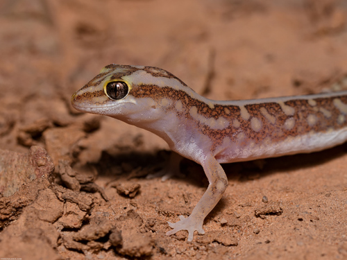 Crowned Gecko, Lucasium stenodactylus