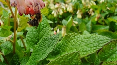 Bombus pascuorum