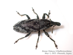 Lixus acutipennis