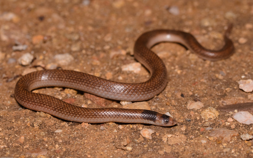 Unbanded Shovel-nosed Snake