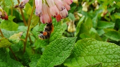 Bombus pascuorum
