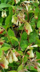 Bombus hortorum