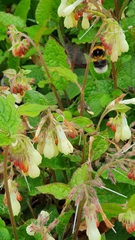 Bombus hortorum