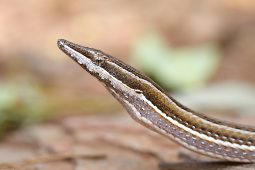 Burton's Legless Lizard (Lialis burtonis)