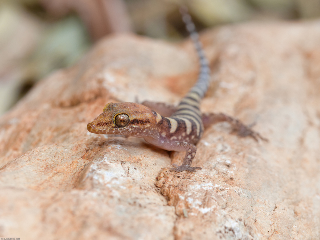 Pale-headed Gecko