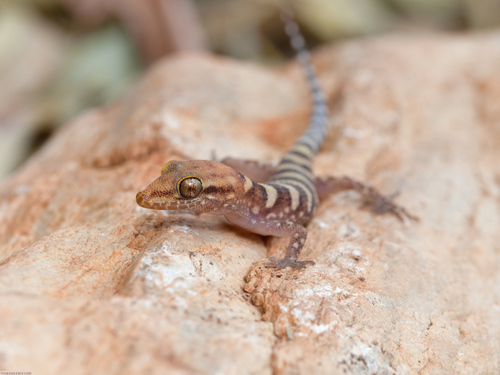 Pale-headed Gecko, Heteronotia fasciolata