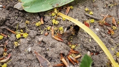 Bombus hortorum