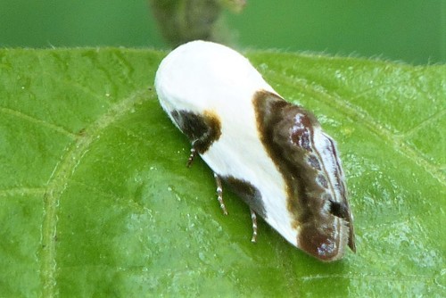 Acontia nitidula