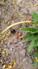 Bombus hortorum