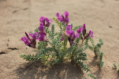 Oxytropis lanata