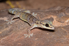 Oedura cincta