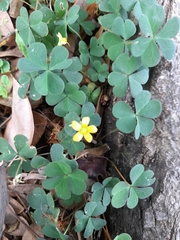 Oxalis