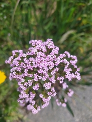 Centranthus calcitrapae