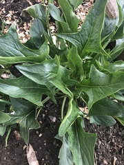 Chenopodiastrum hybridum