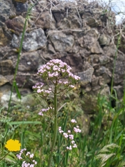 Centranthus calcitrapae