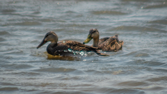 Anas fulvigula