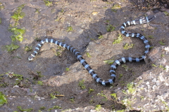 Laticauda laticaudata