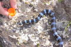 Laticauda laticaudata