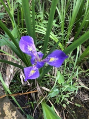 Iris savannarum