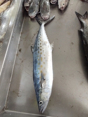 Scomberomorus brasiliensis