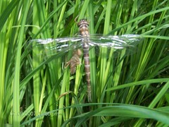 Somatochlora cingulata