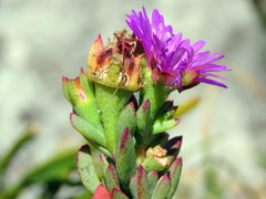 Lampranthus falciformis
