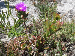 Lampranthus falciformis