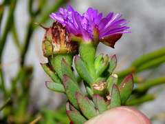Lampranthus falciformis