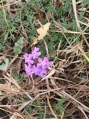 Glandularia aristigera
