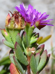 Lampranthus falciformis