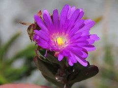 Lampranthus falciformis