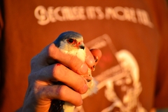 Polihierax semitorquatus