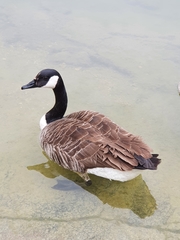 Branta canadensis