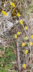 Alyssum montanum