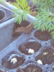 Anolis sagrei