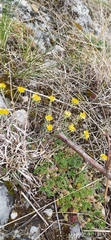 Alyssum montanum
