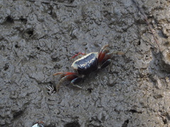 Tubuca arcuata image