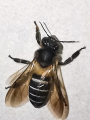 Apis dorsata breviligula