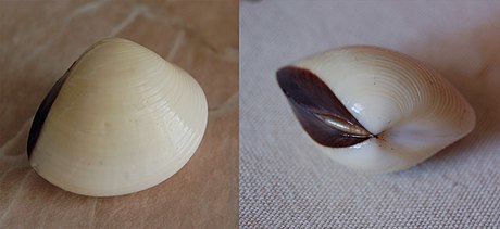 hard clam