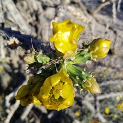 Cylindropuntia thurberi versicolor