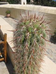 Oreocereus