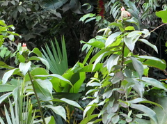 Costus weberbaueri