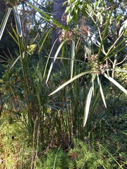 Cyperus textilis
