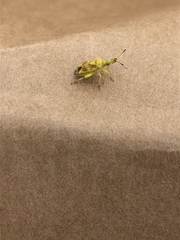 Insecta