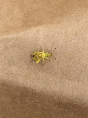 Insecta