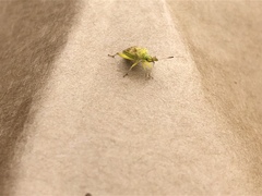 Insecta