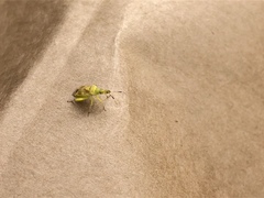 Insecta