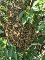 Apis mellifera