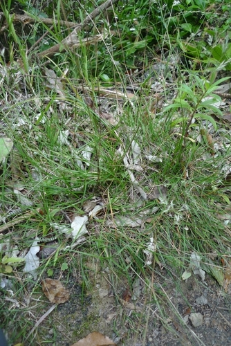 Rytidosperma gracile